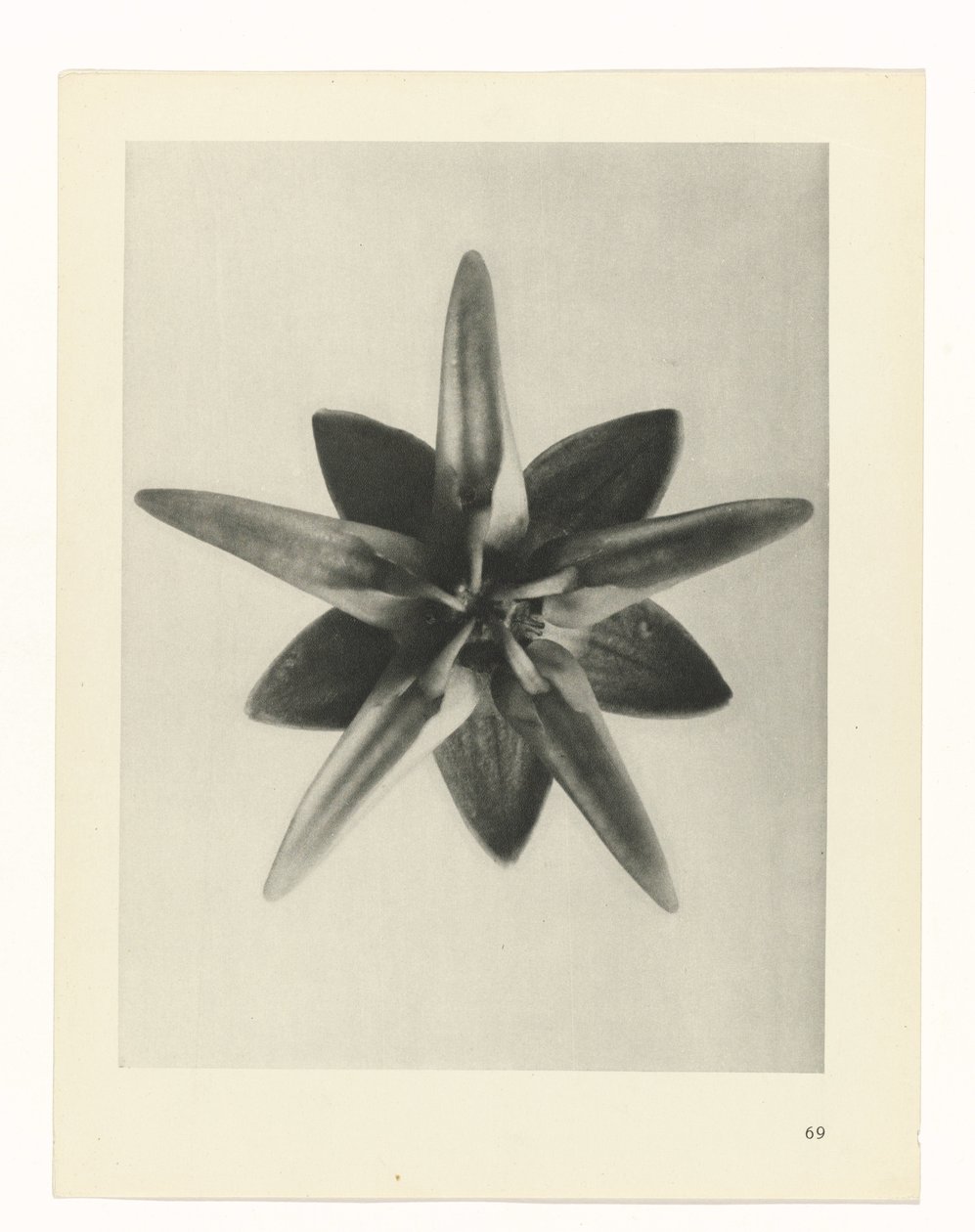 planera studien Archetypes of Art (serietitel) av Karl Blossfeldt