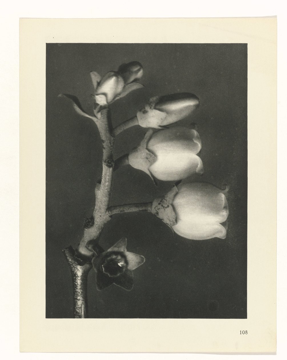planera studie Archetypes of Art (serietitel) av Karl Blossfeldt