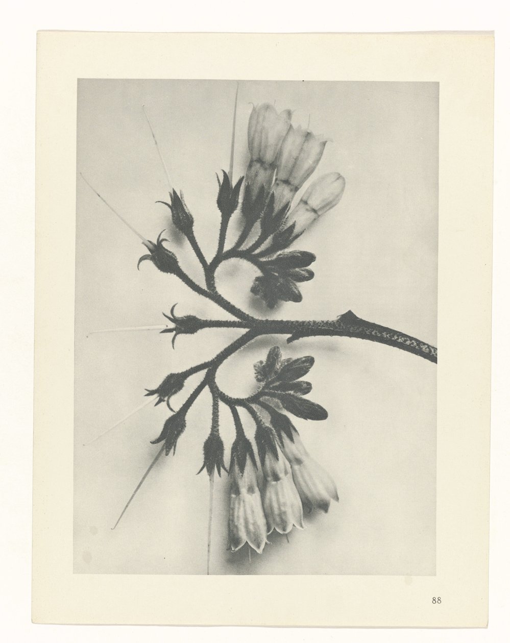 planera studien Archetypes of Art (serietitel) av Karl Blossfeldt