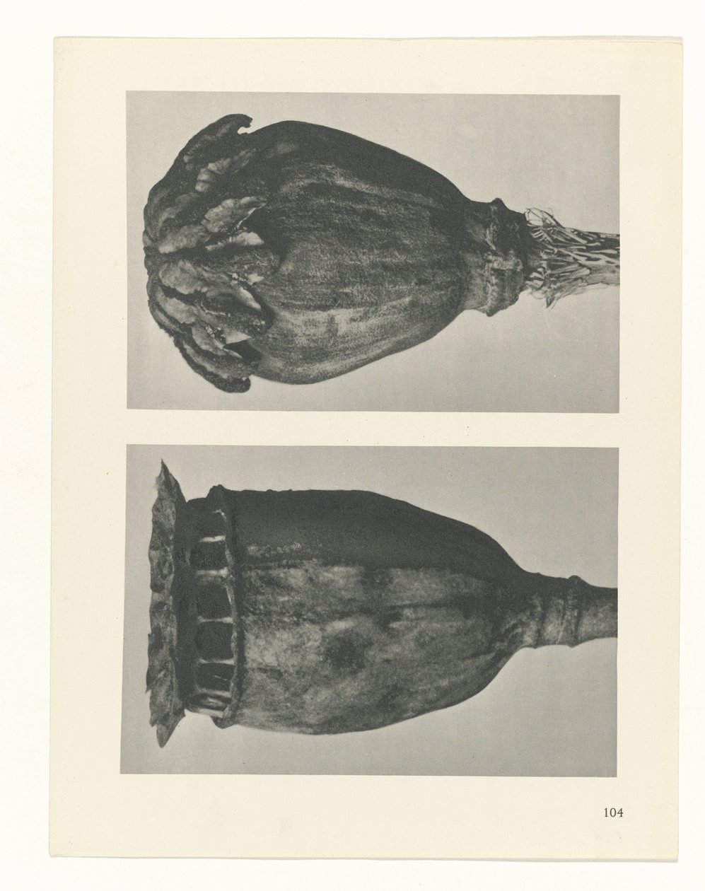 planera studie Archetypes of Art (serietitel) av Karl Blossfeldt
