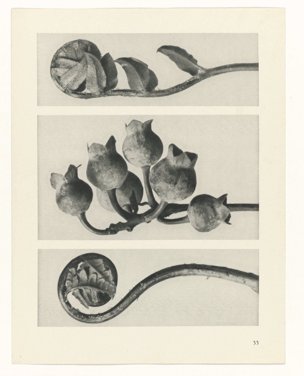 planera studien Archetypes of Art (serietitel) av Karl Blossfeldt