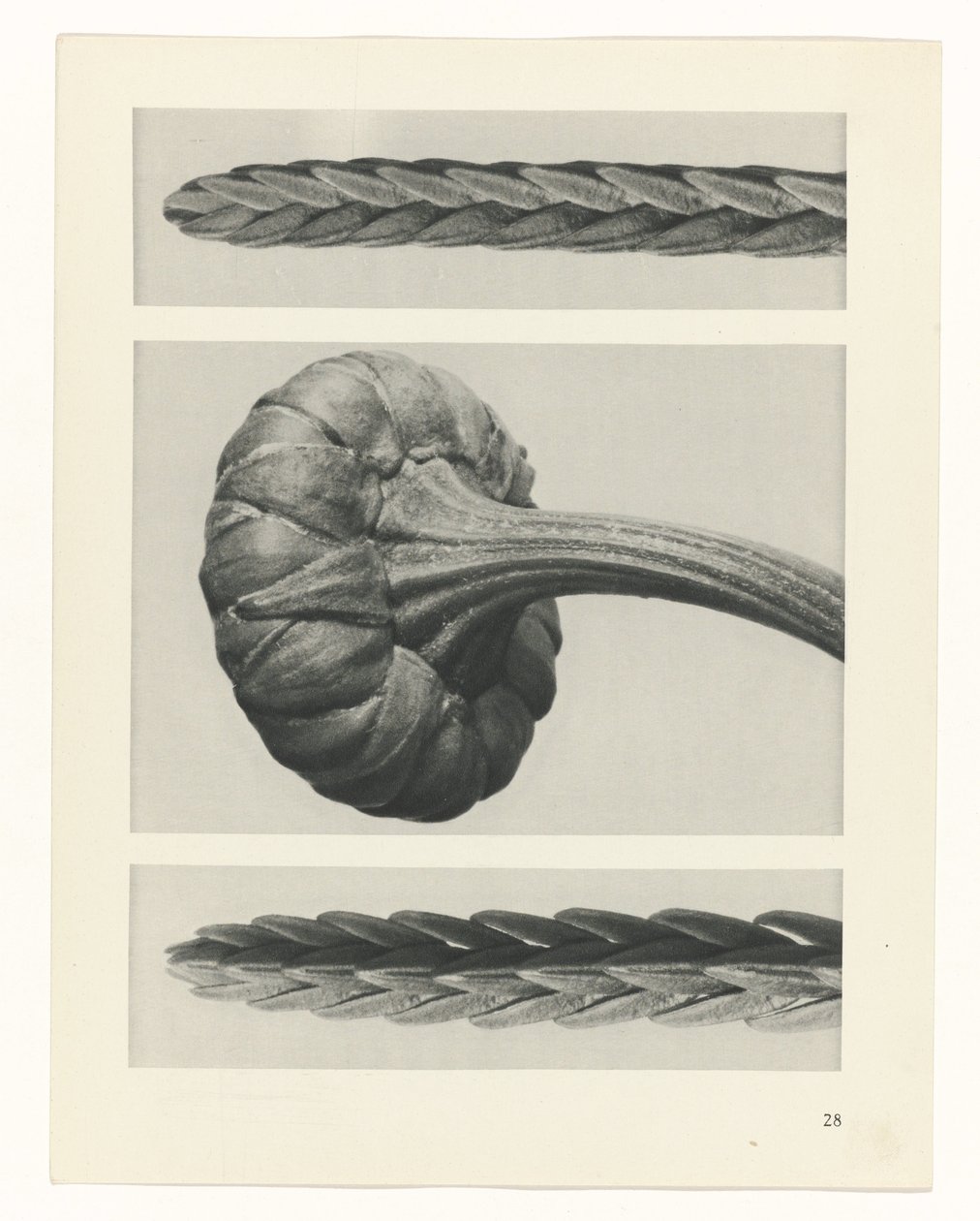 planera studie Archetypes of Art (serietitel) av Karl Blossfeldt