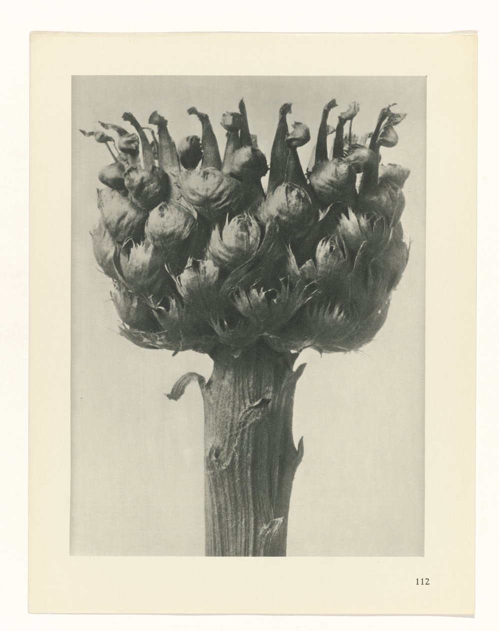 planera studien Archetypes of Art (serietitel) av Karl Blossfeldt