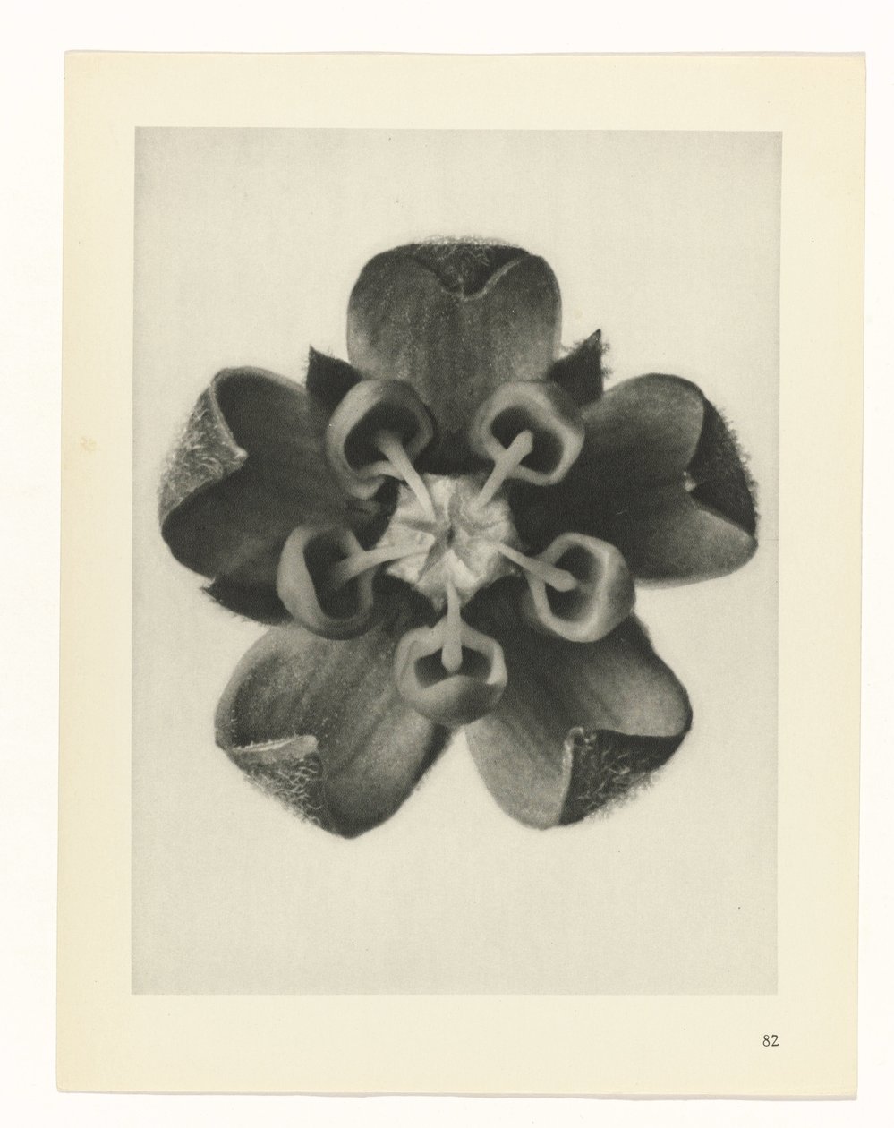 planera studien Archetypes of Art (serietitel) av Karl Blossfeldt