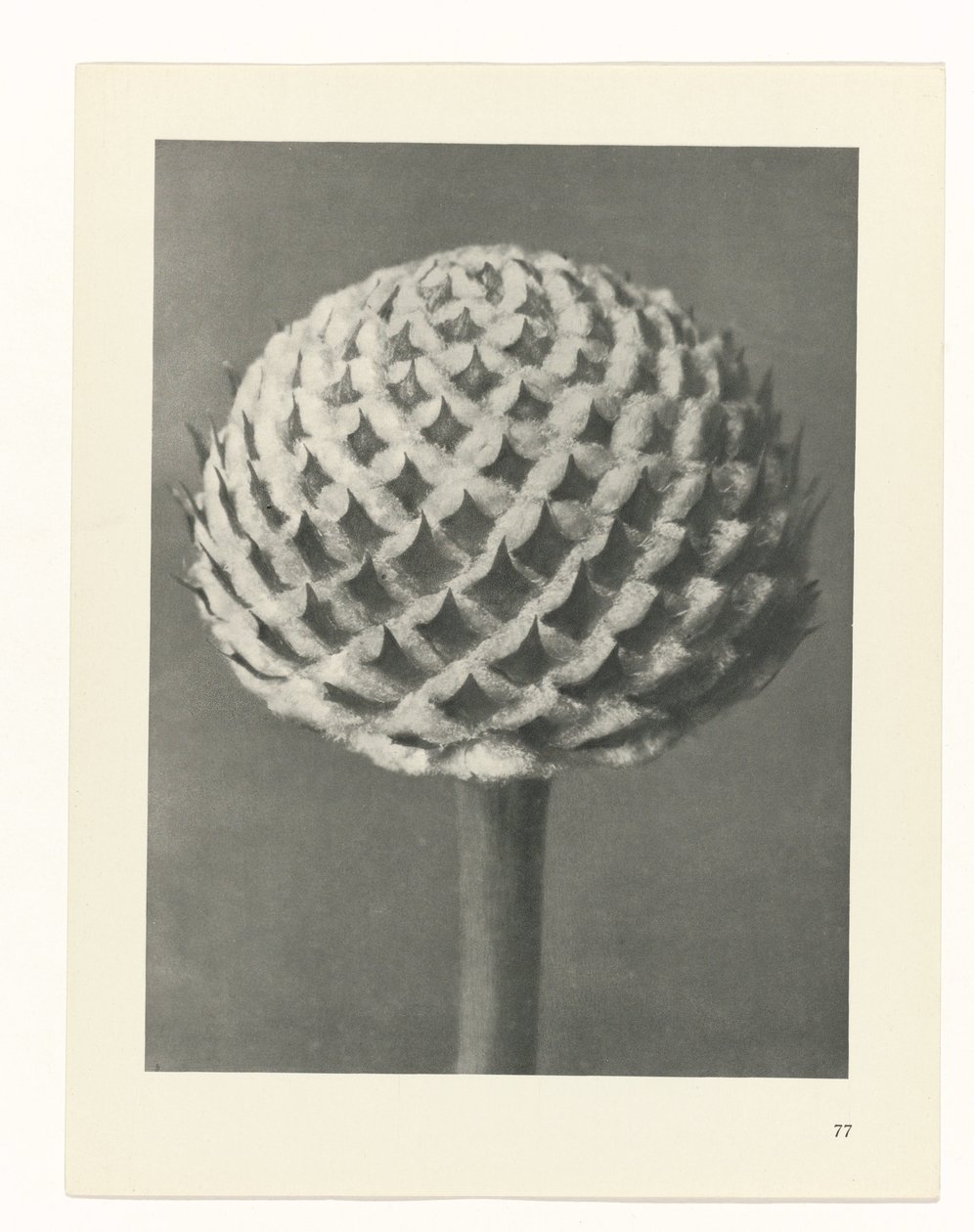 planera studie Archetypes of Art (serietitel) av Karl Blossfeldt