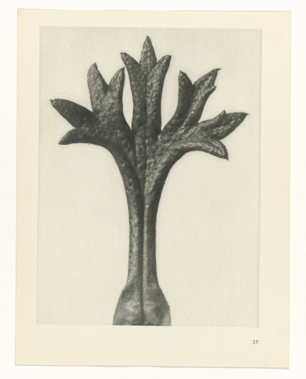 planera studie Archetypes of Art (serietitel) av Karl Blossfeldt