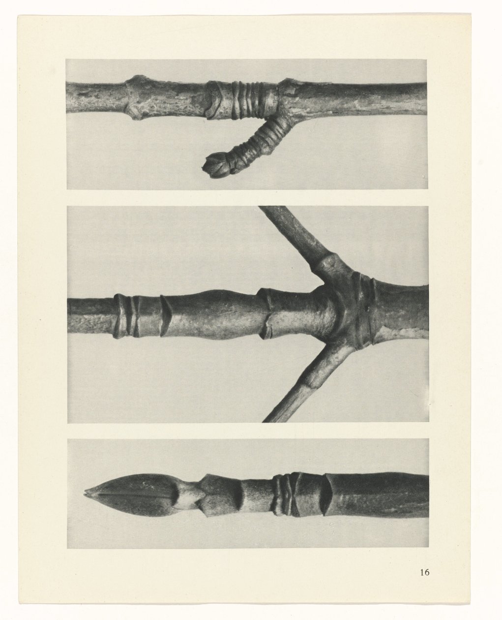 planera studie Archetypes of Art (serietitel) av Karl Blossfeldt
