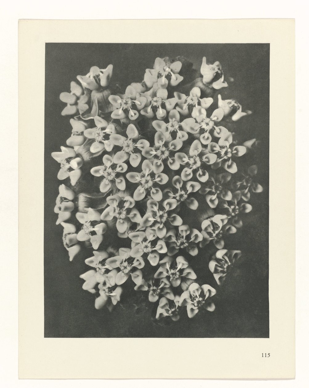 planera studien Archetypes of Art (serietitel) av Karl Blossfeldt