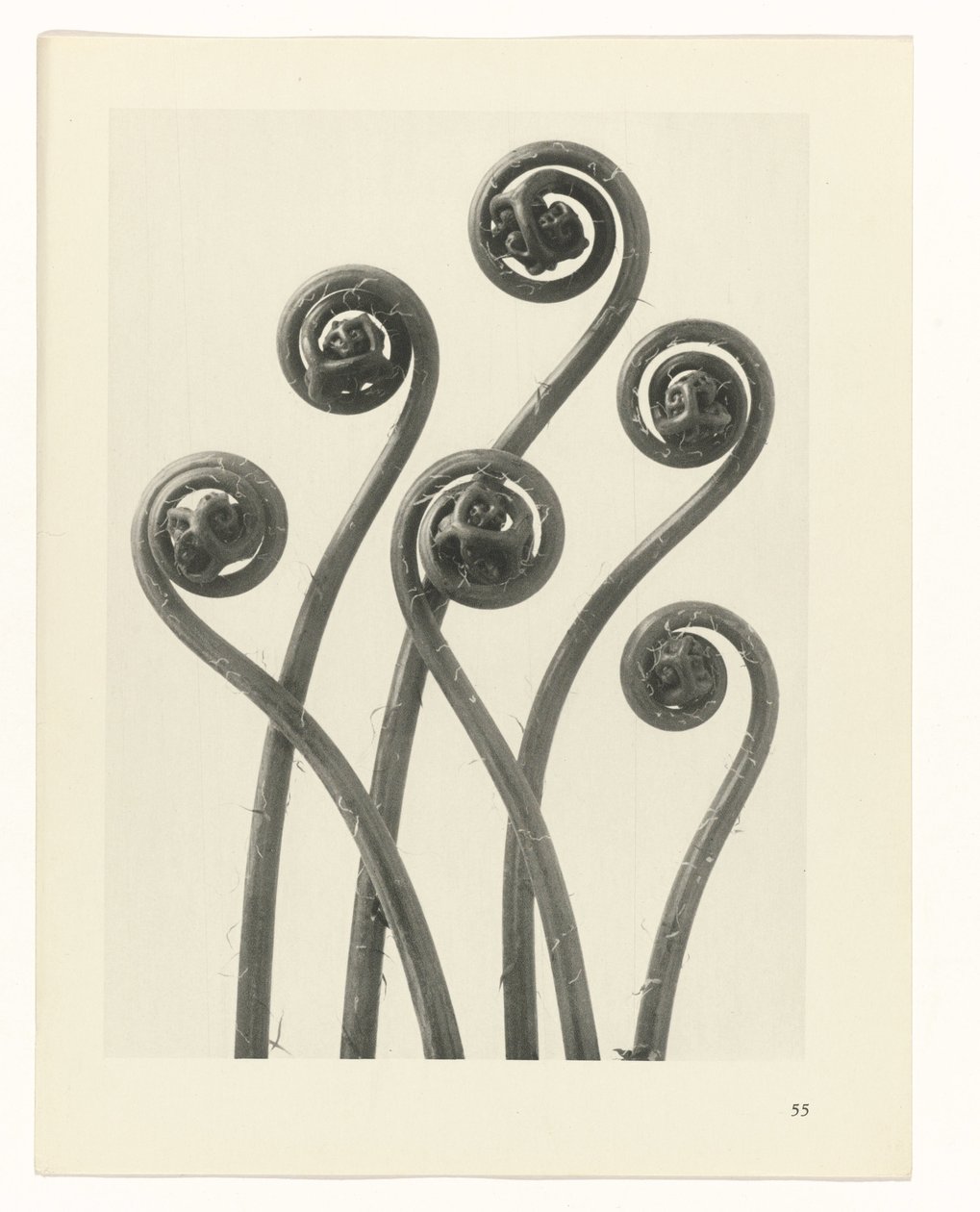 planera studien Archetypes of Art (serietitel) av Karl Blossfeldt