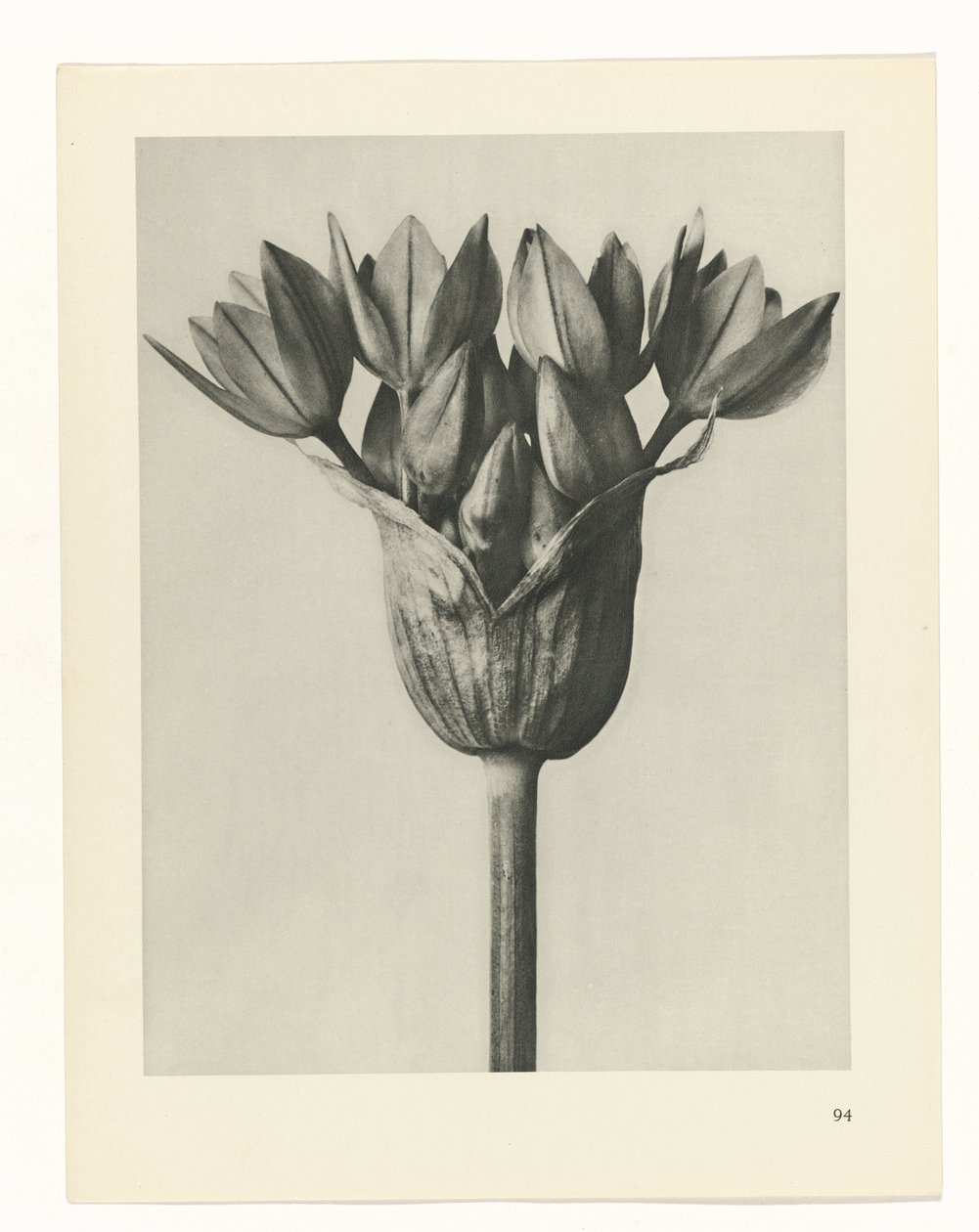 planera studien Archetypes of Art (serietitel) av Karl Blossfeldt