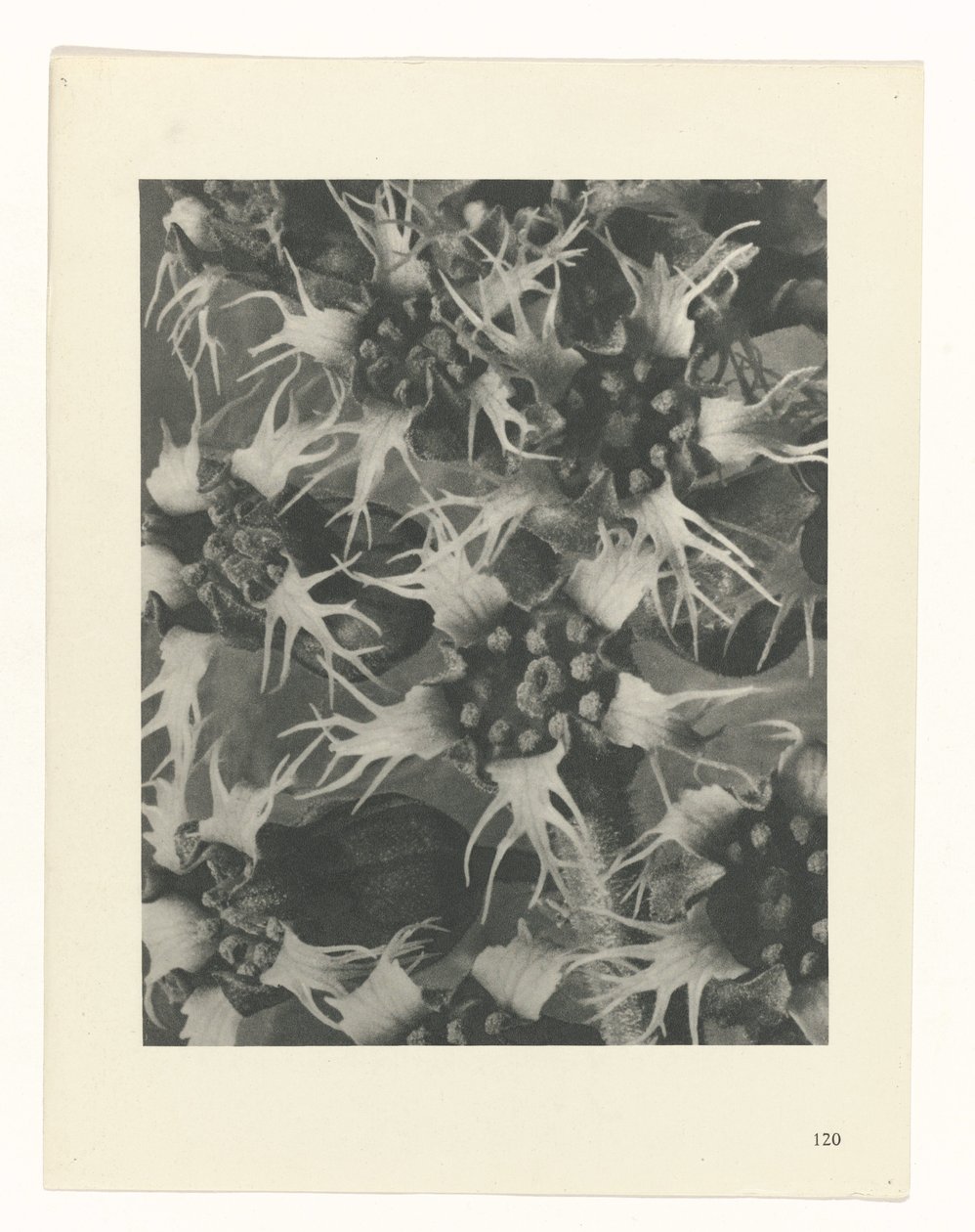 planera studien Archetypes of Art (serietitel) av Karl Blossfeldt