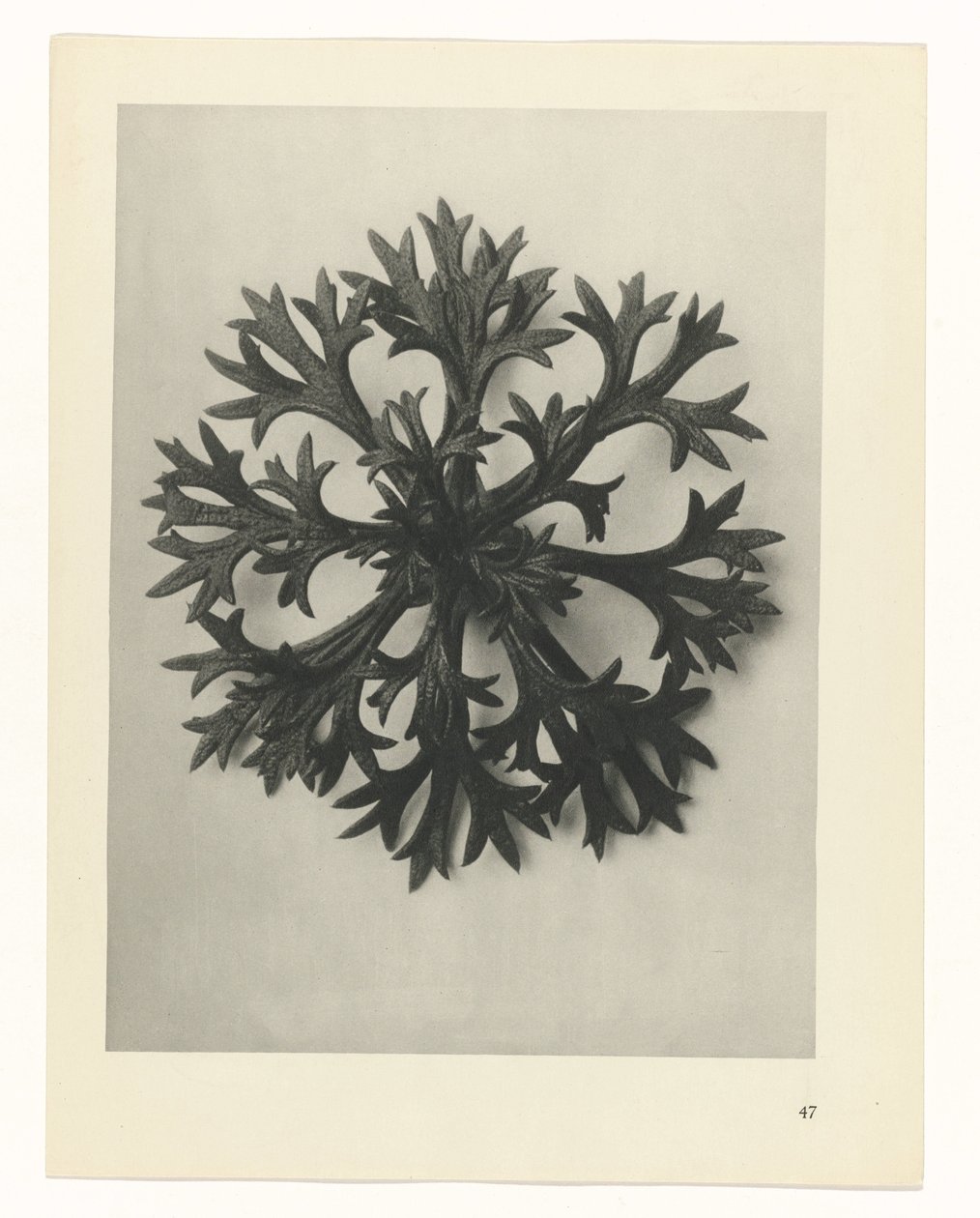 planera studie Archetypes of Art (serietitel) av Karl Blossfeldt