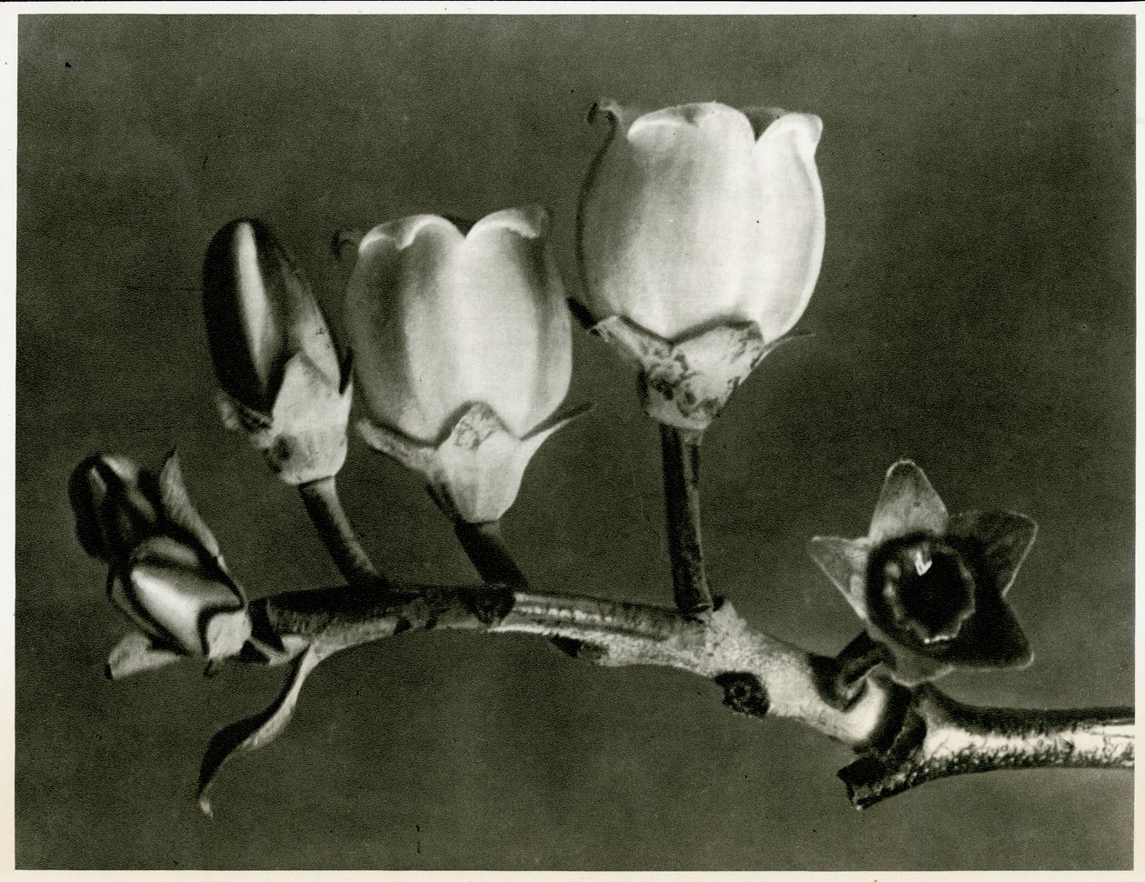 Vaccinium Corymbosum. 1929 (fotogravyr) av Karl Blossfeldt