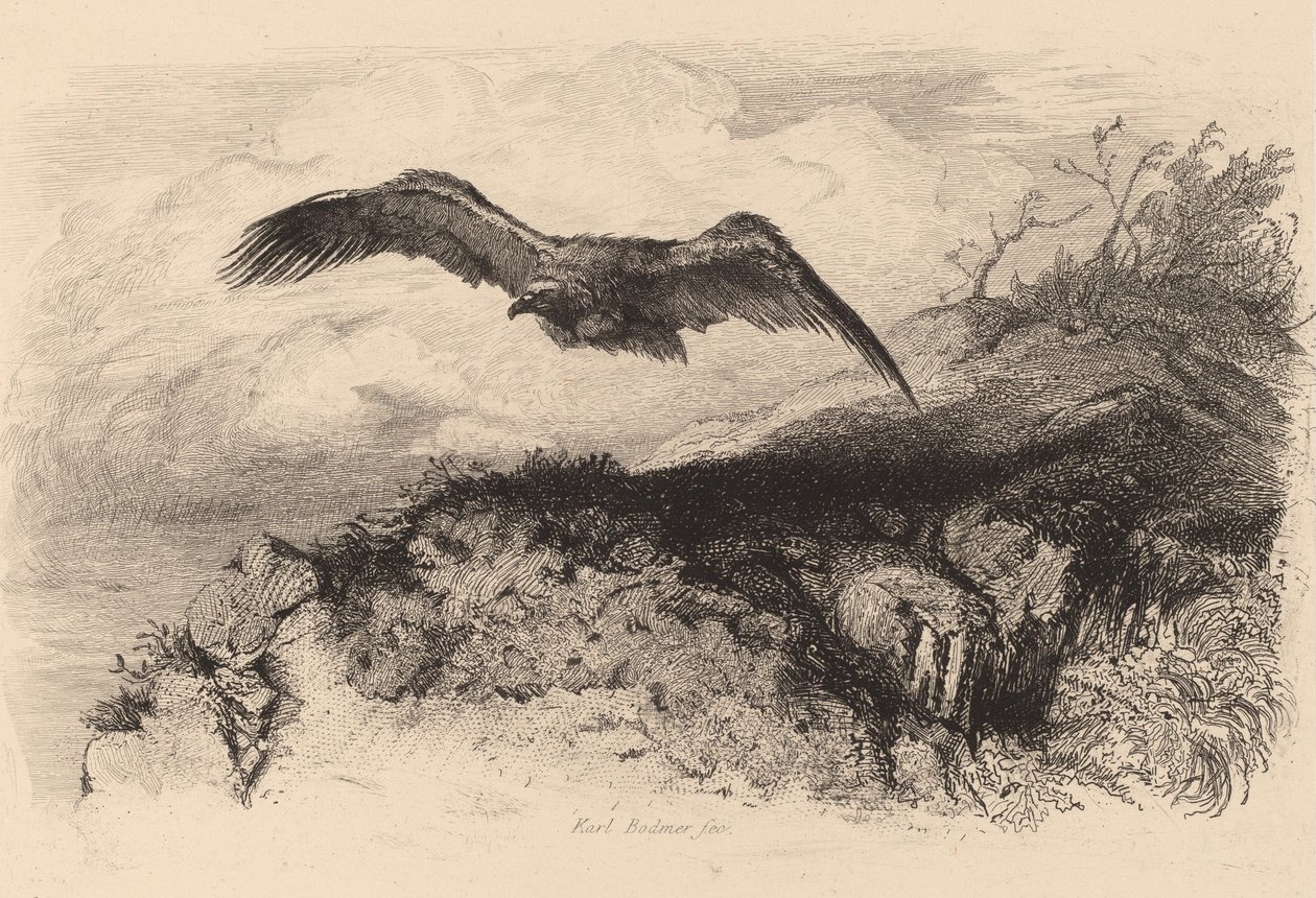 Örn på flykt. av Karl Bodmer