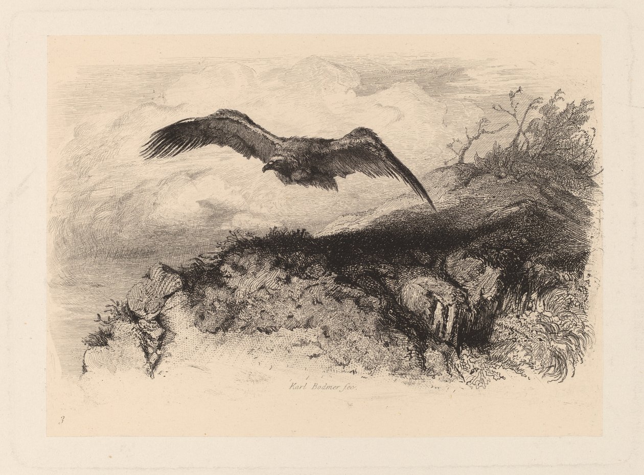 flygande örn av Karl Bodmer