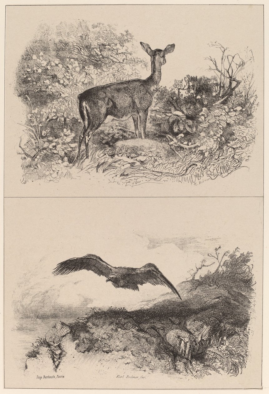 Doe, Örn av Karl Bodmer