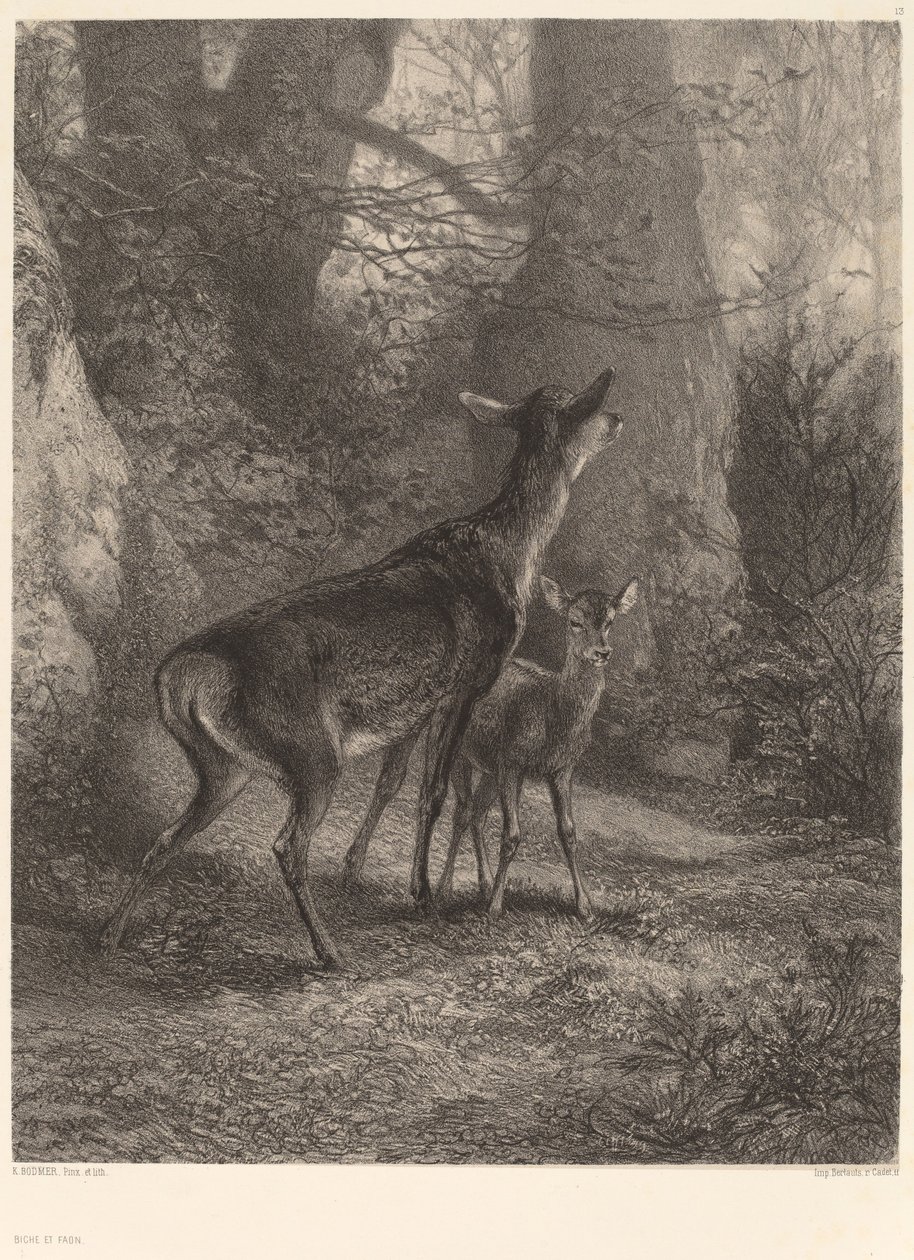 Doe och Fawn. av Karl Bodmer