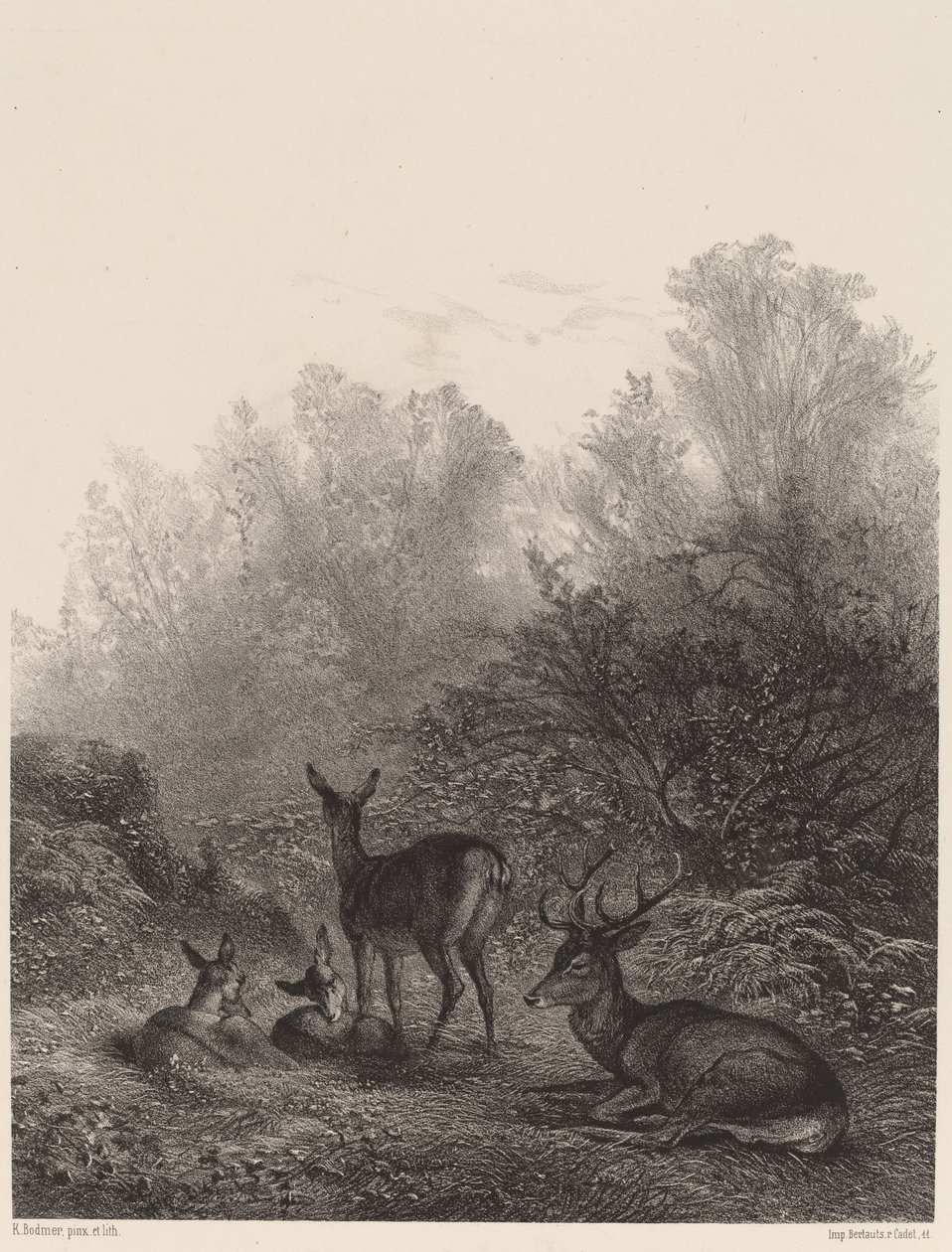 Rådjur vilar av Karl Bodmer