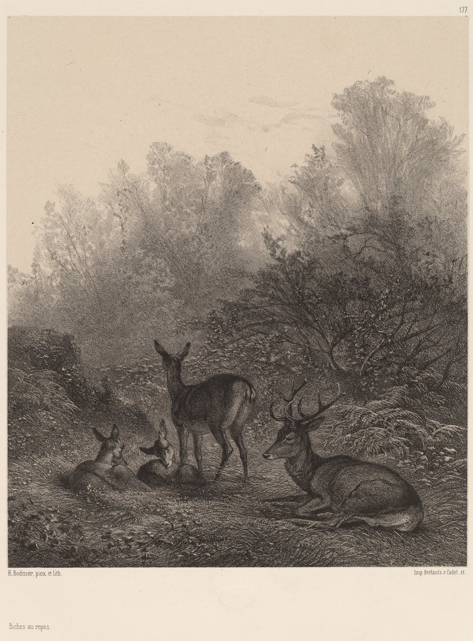 Rådjur vilar av Karl Bodmer