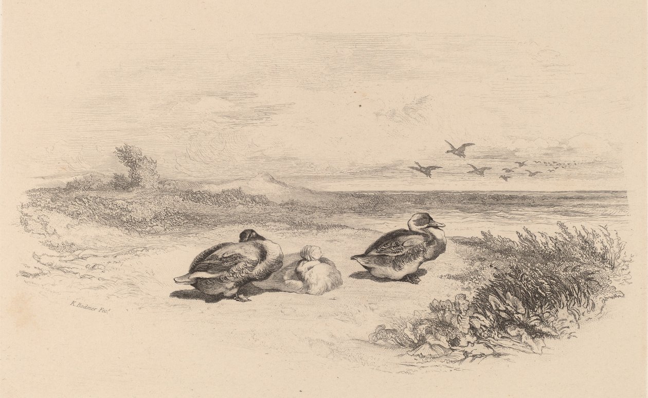 Vildänder. av Karl Bodmer