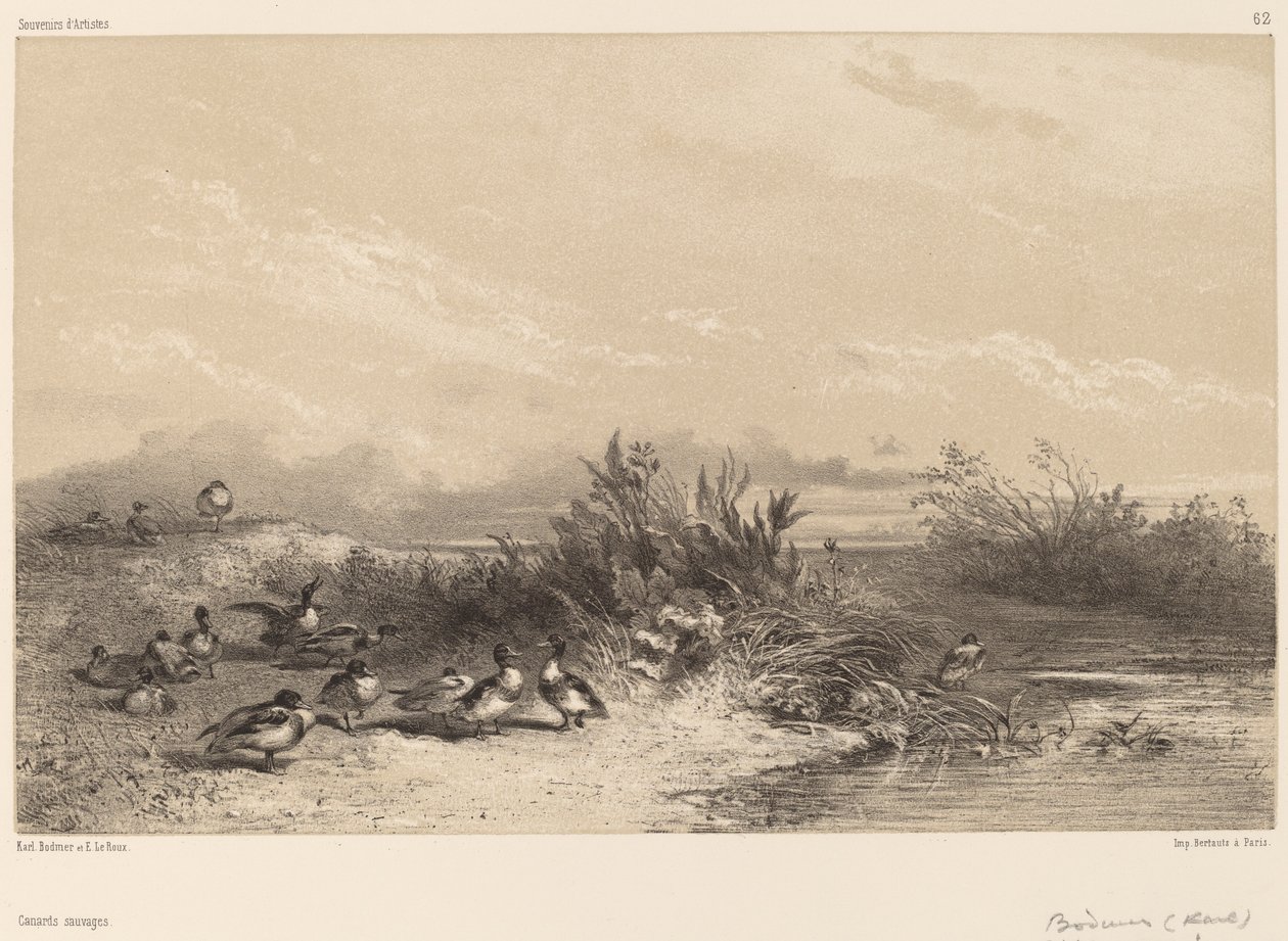 Vildänder. av Karl Bodmer