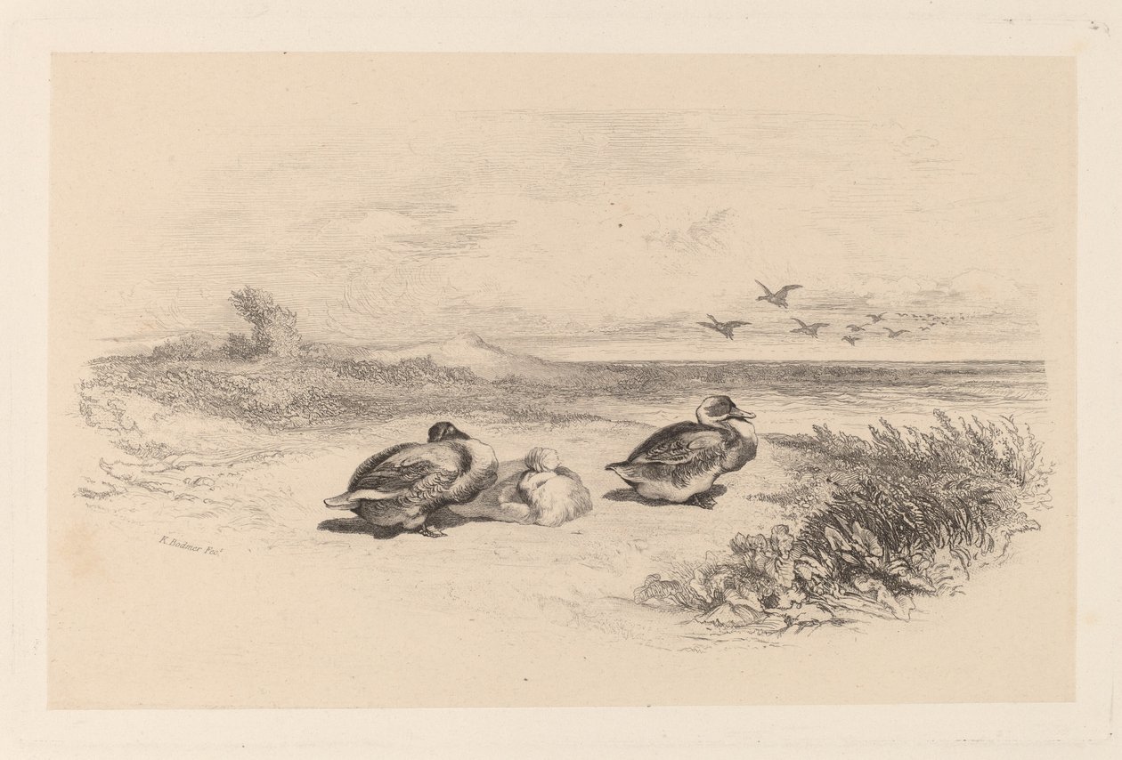 Vildänder av Karl Bodmer
