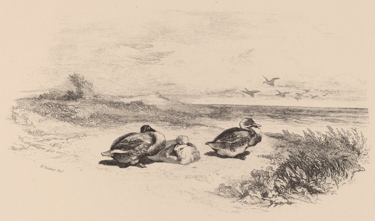 Vildänder av Karl Bodmer