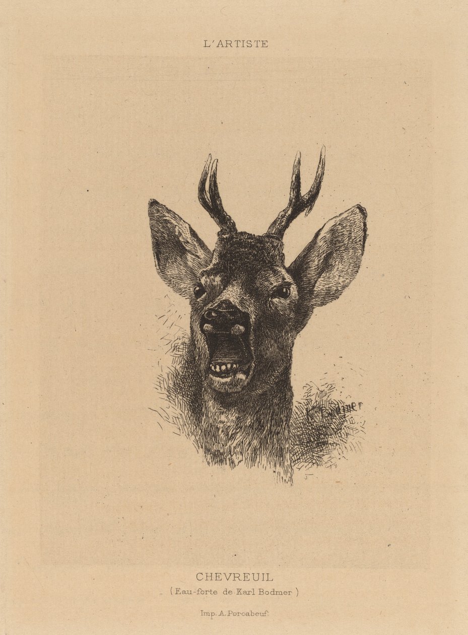 rådjur av Karl Bodmer