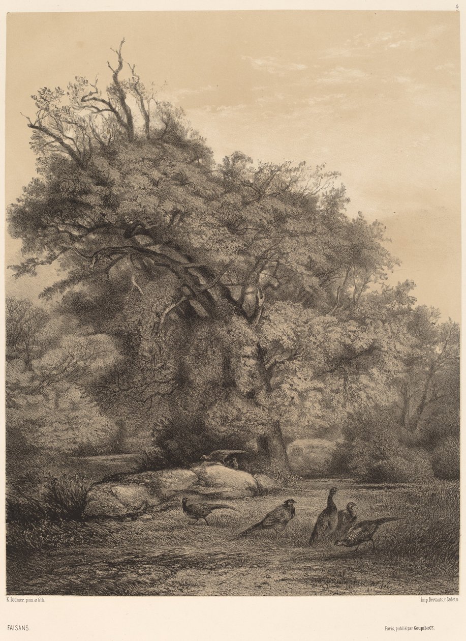 Fasaner av Karl Bodmer