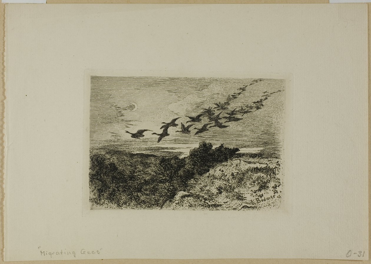 Flygande gäss av Karl Bodmer