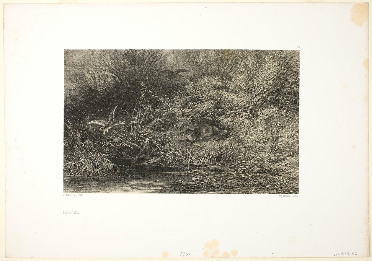 Fox on the Prowl av Karl Bodmer