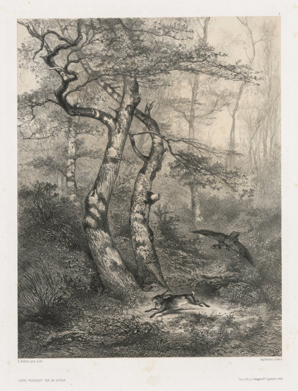 Hare förföljd av en gåhök av Karl Bodmer