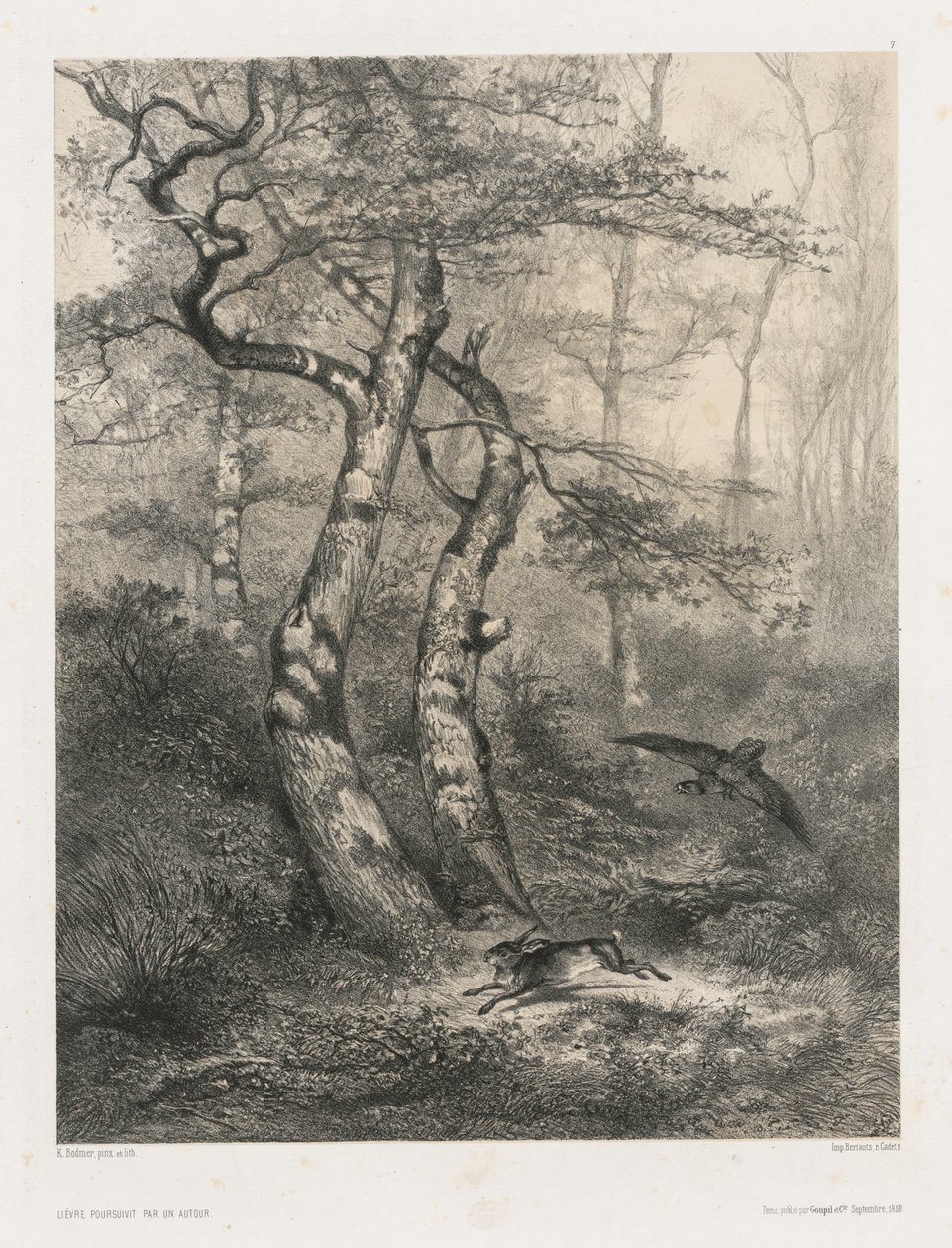 Hare förföljd av en hök, 1858. av Karl Bodmer
