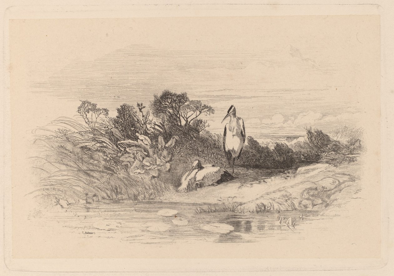 Häger av Karl Bodmer