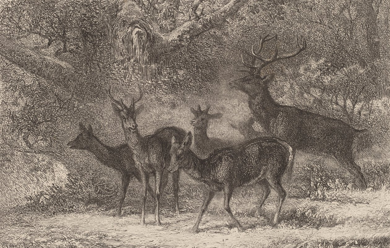 Hjorden. av Karl Bodmer