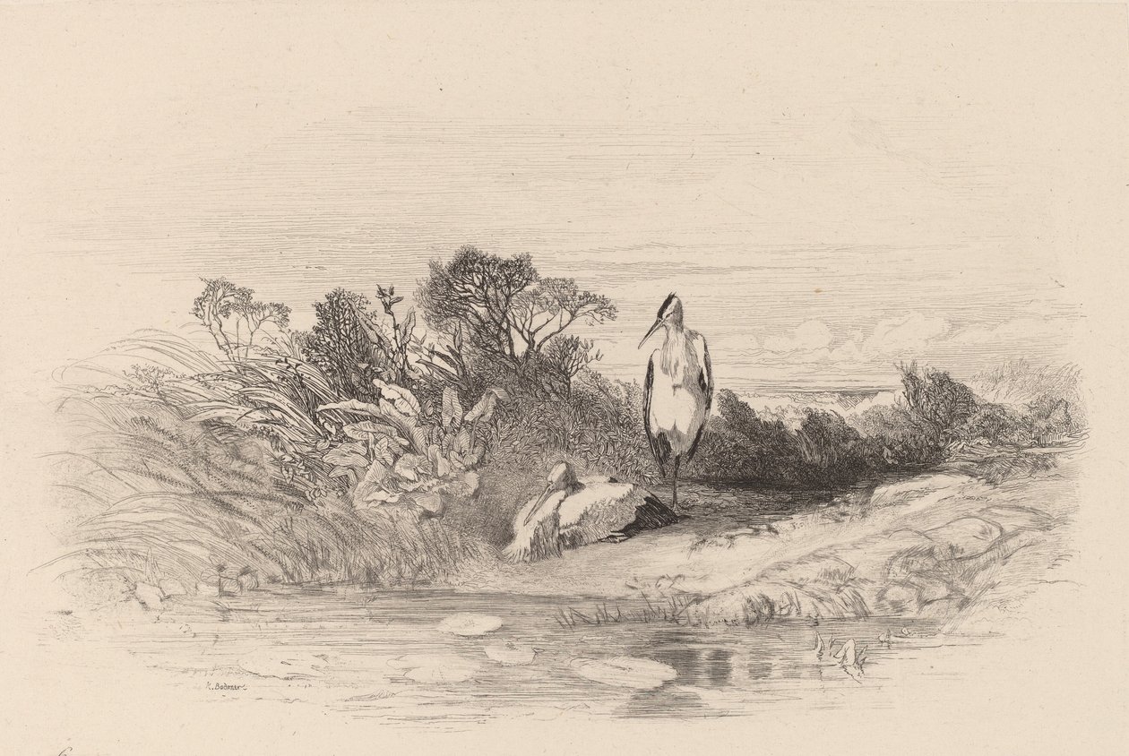 De två hägerna. av Karl Bodmer