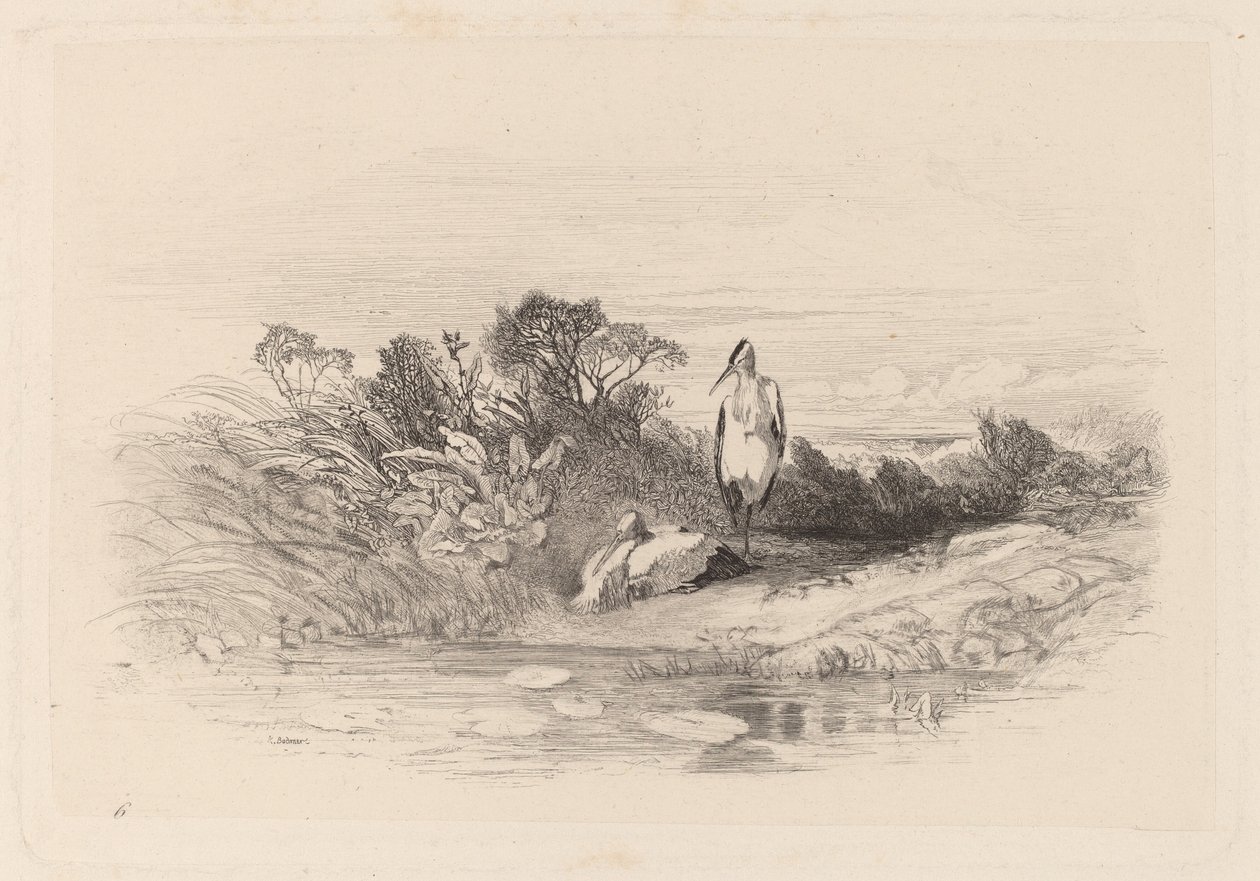 De två hägerna av Karl Bodmer