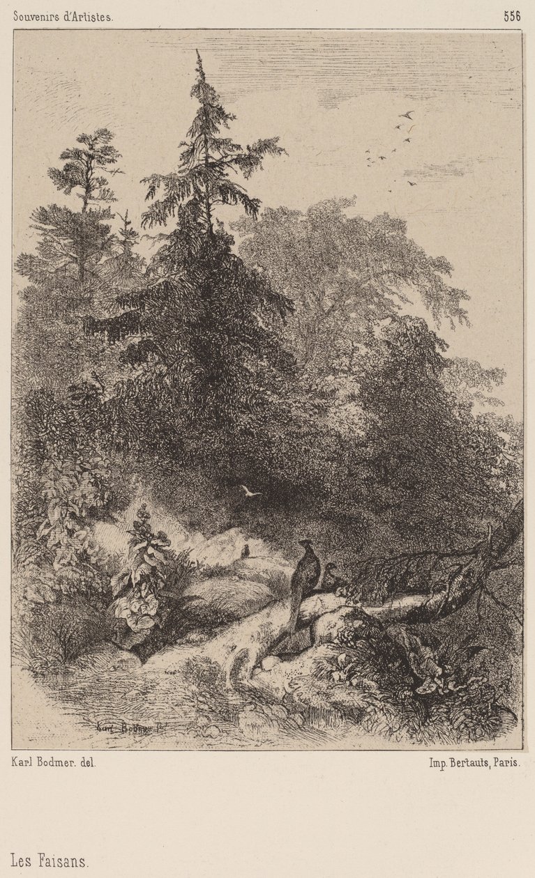 Fasanerna. av Karl Bodmer