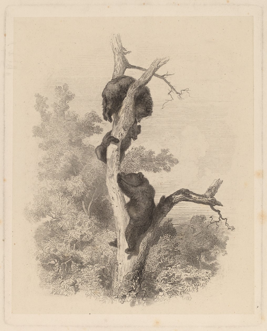 Les Ours (björnarna) av Karl Bodmer