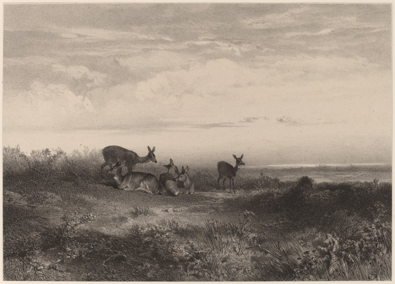 rådjur av Karl Bodmer