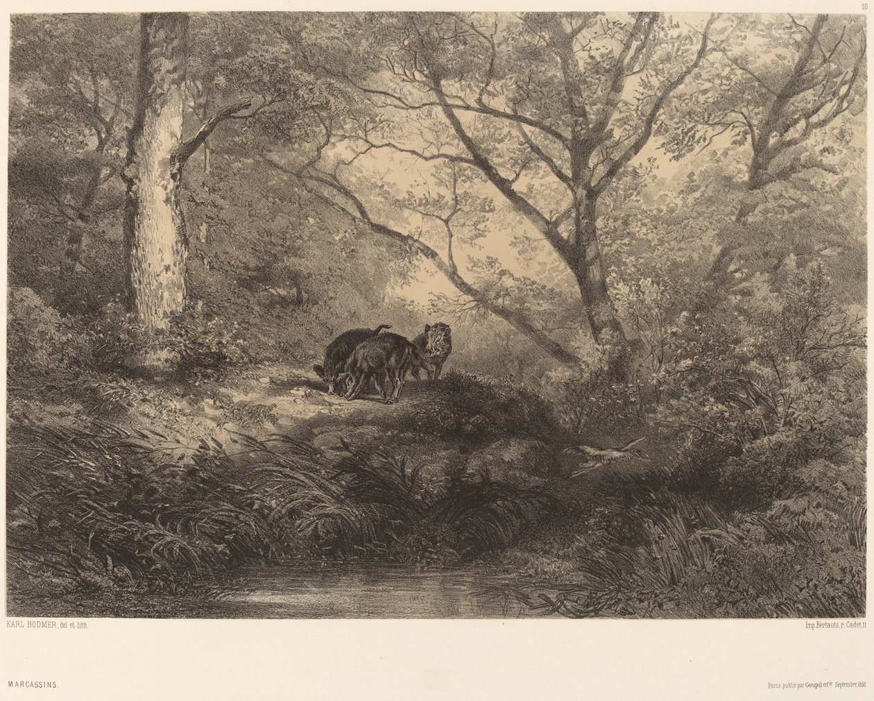 Marcassins. av Karl Bodmer