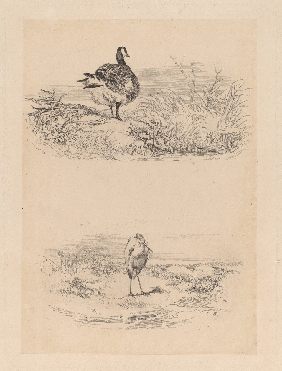 Oj, Heron av Karl Bodmer