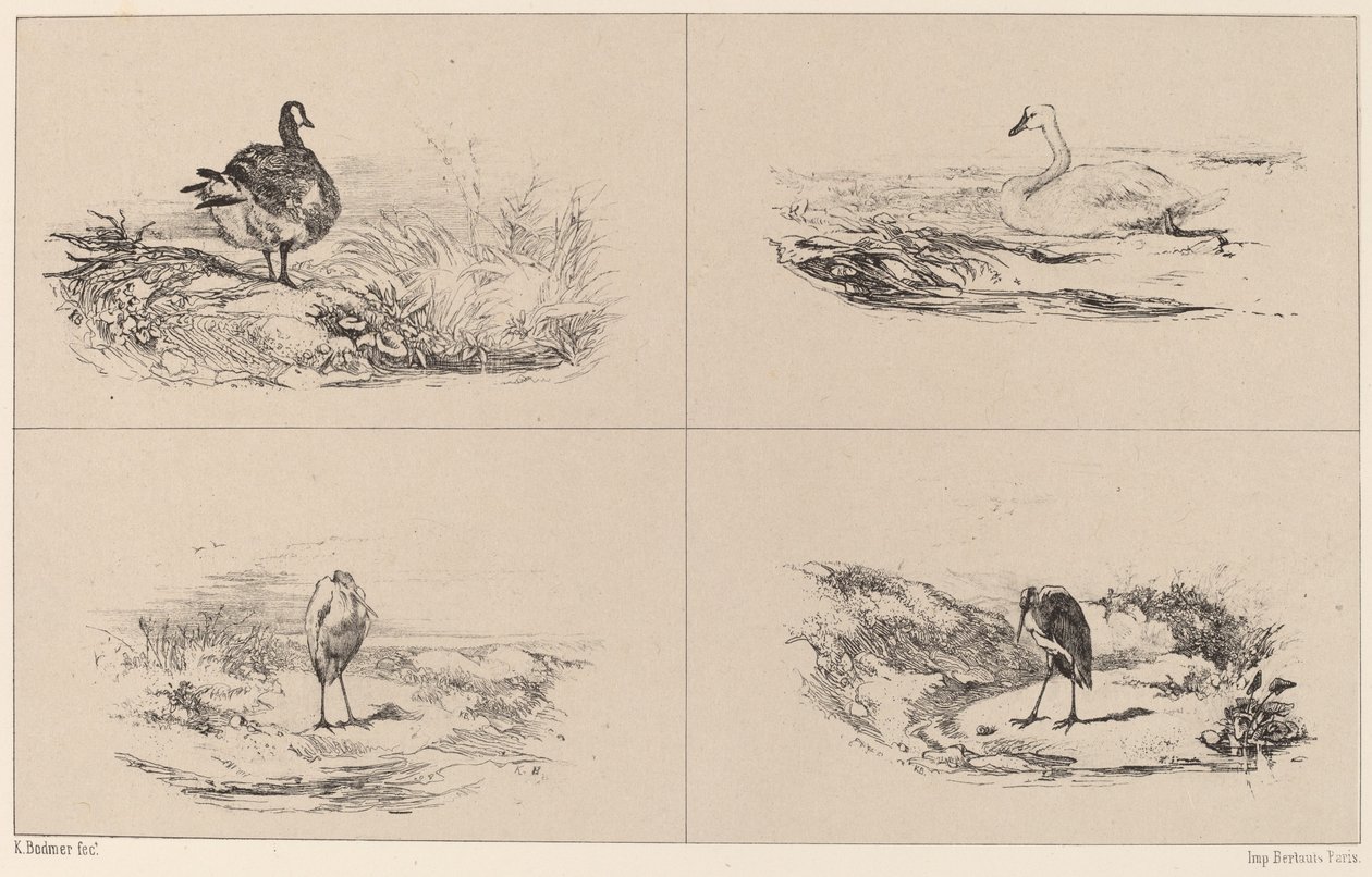 Gäss, svanar, hägrar av Karl Bodmer