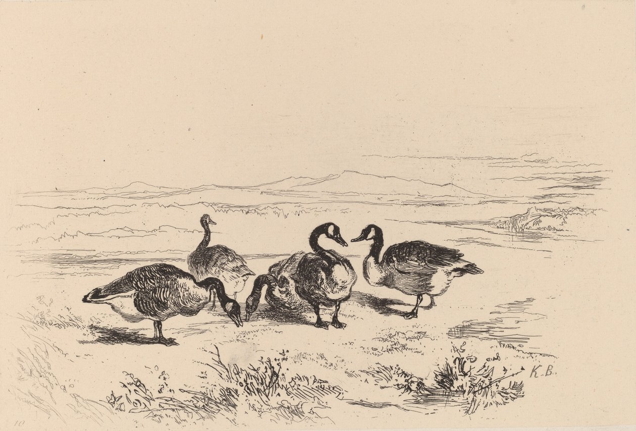 Tommygäss. av Karl Bodmer