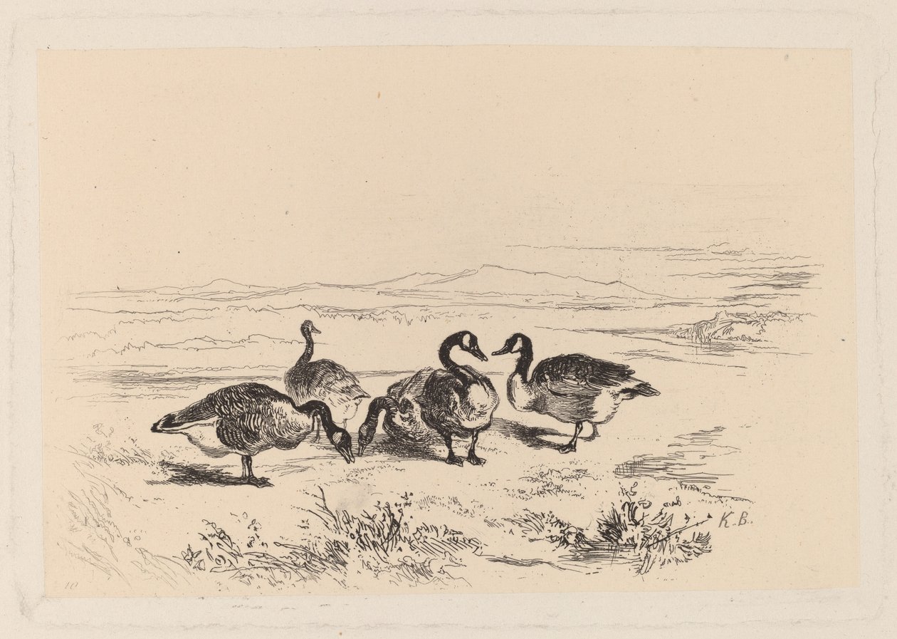 havstulpangäss av Karl Bodmer