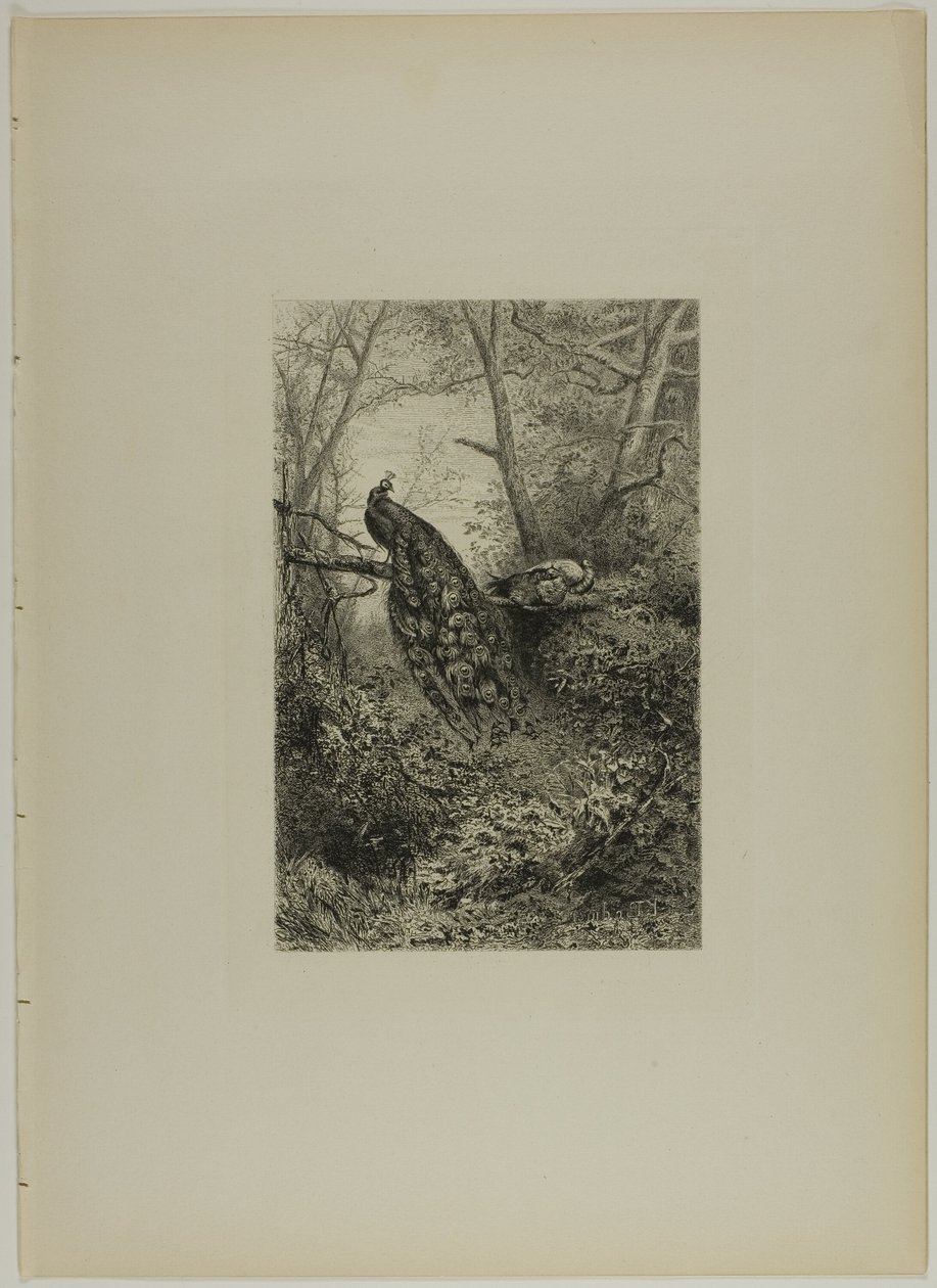 Påfåglar på en gren av Karl Bodmer