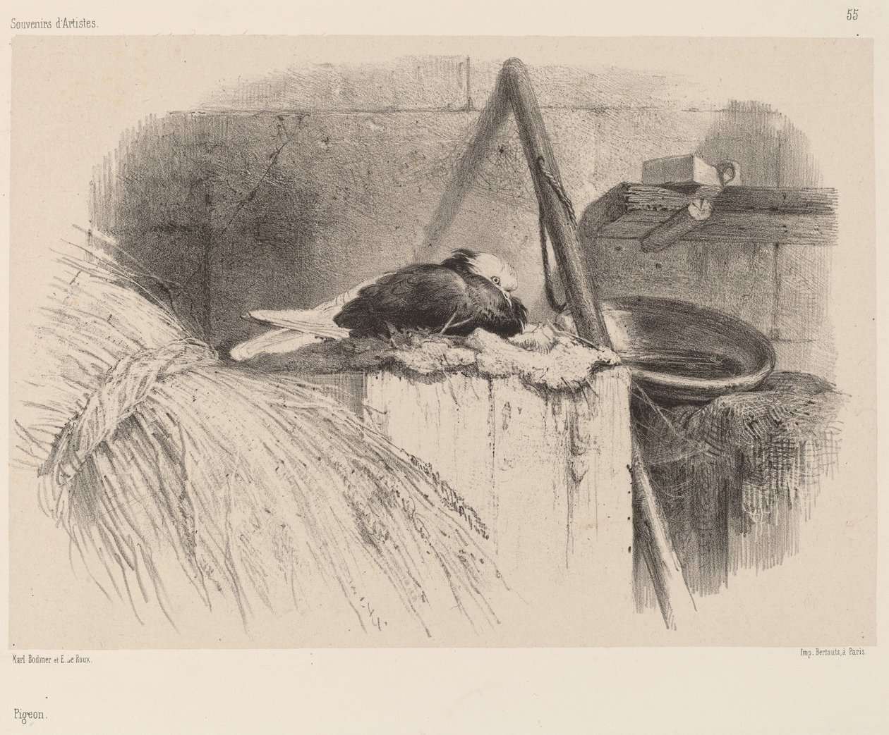 Duva av Karl Bodmer