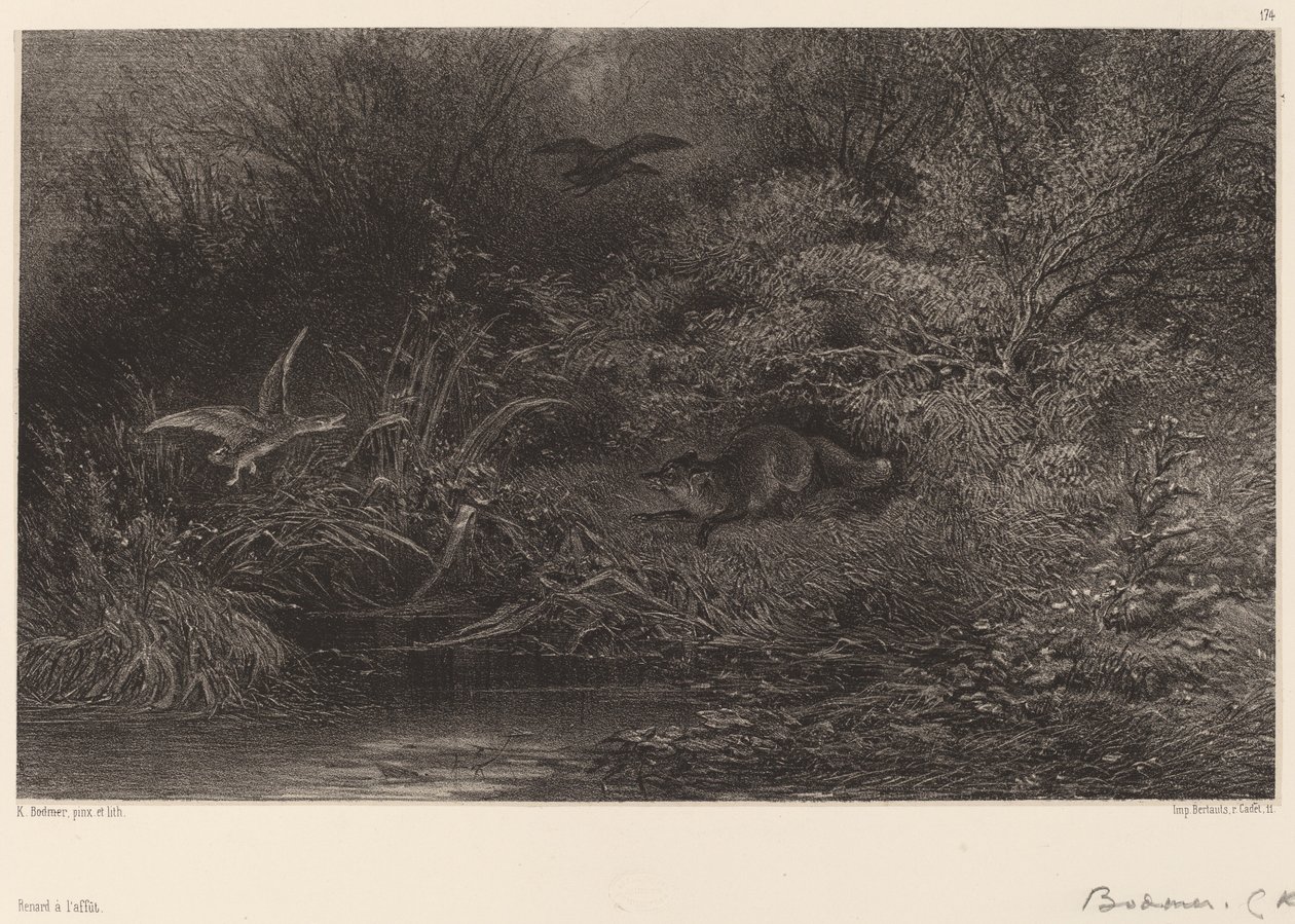 Räv på jakt av Karl Bodmer