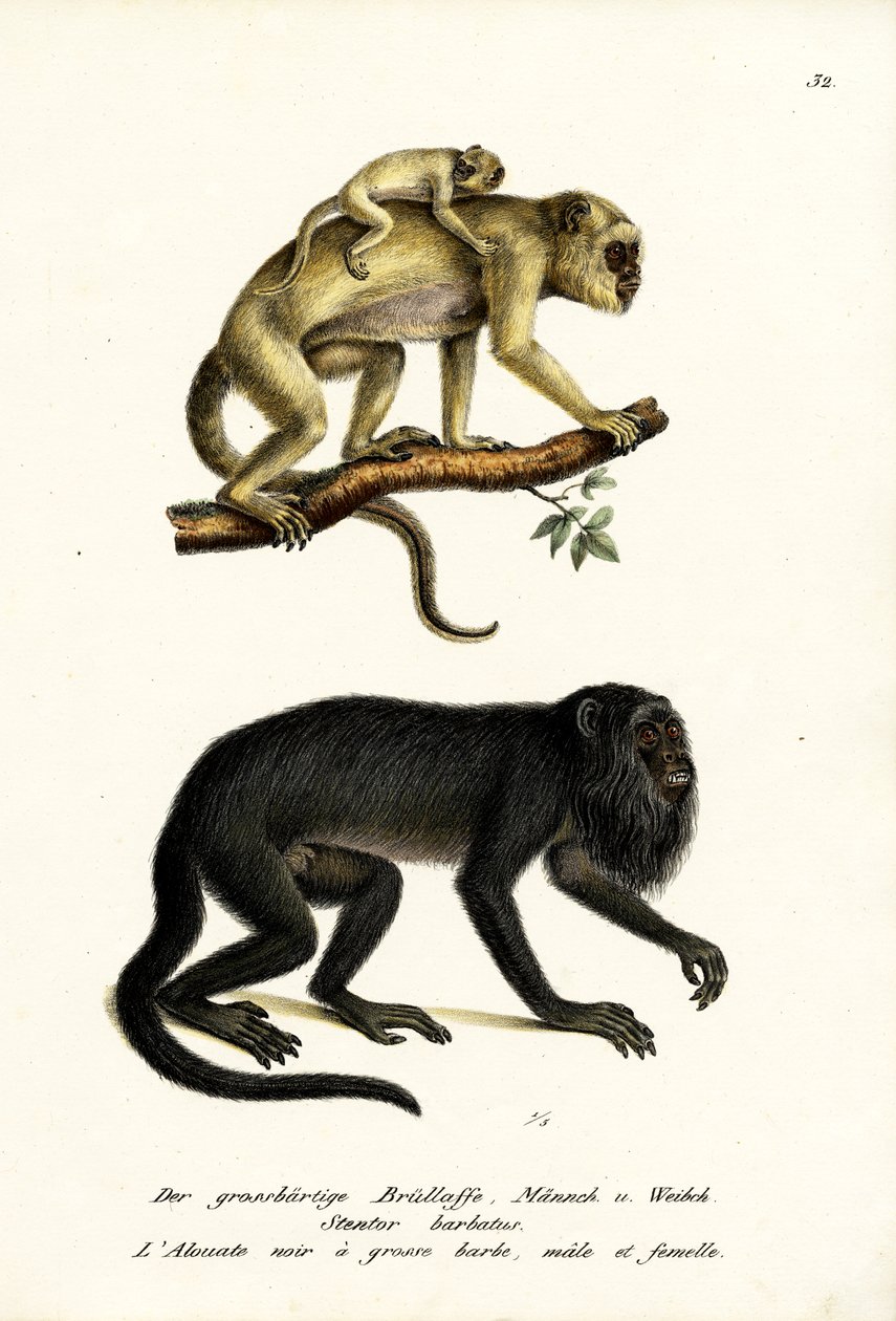 Black Howler Monkeys, 1824 av Karl Joseph Brodtmann