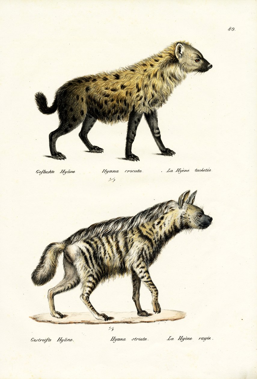 Fläckig hyena, 1824 av Karl Joseph Brodtmann